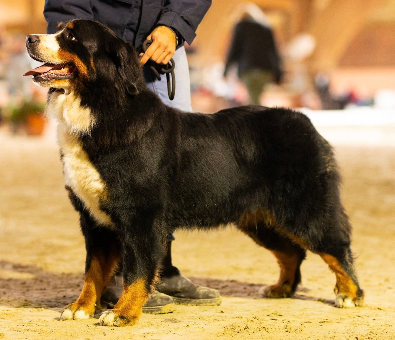 Toute en conneries Du Reve No Fast But Furious