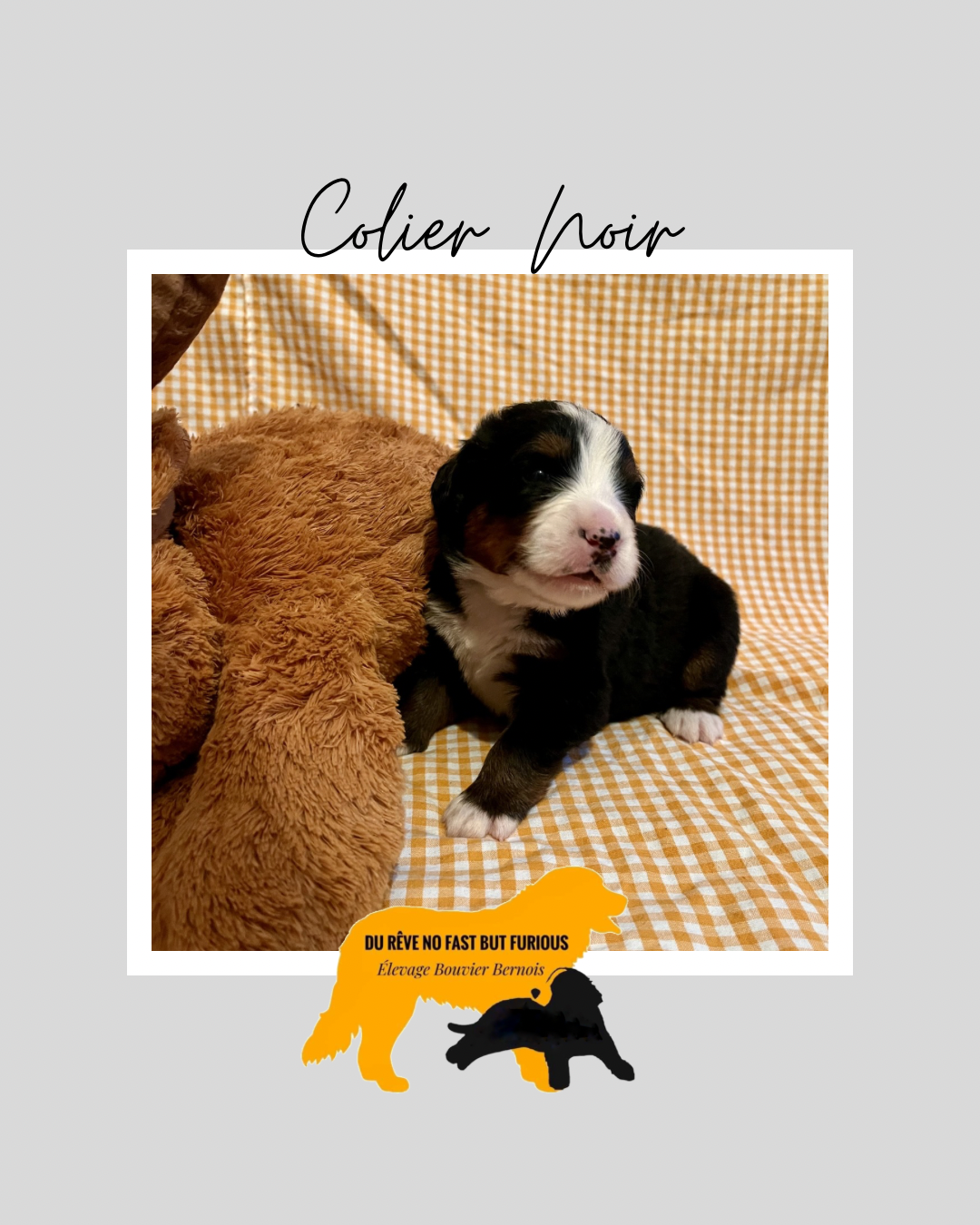 Du Reve No Fast But Furious - Chiots disponibles - Bouvier Bernois