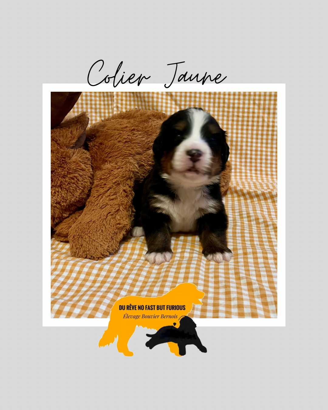 Du Reve No Fast But Furious - Chiots disponibles - Bouvier Bernois