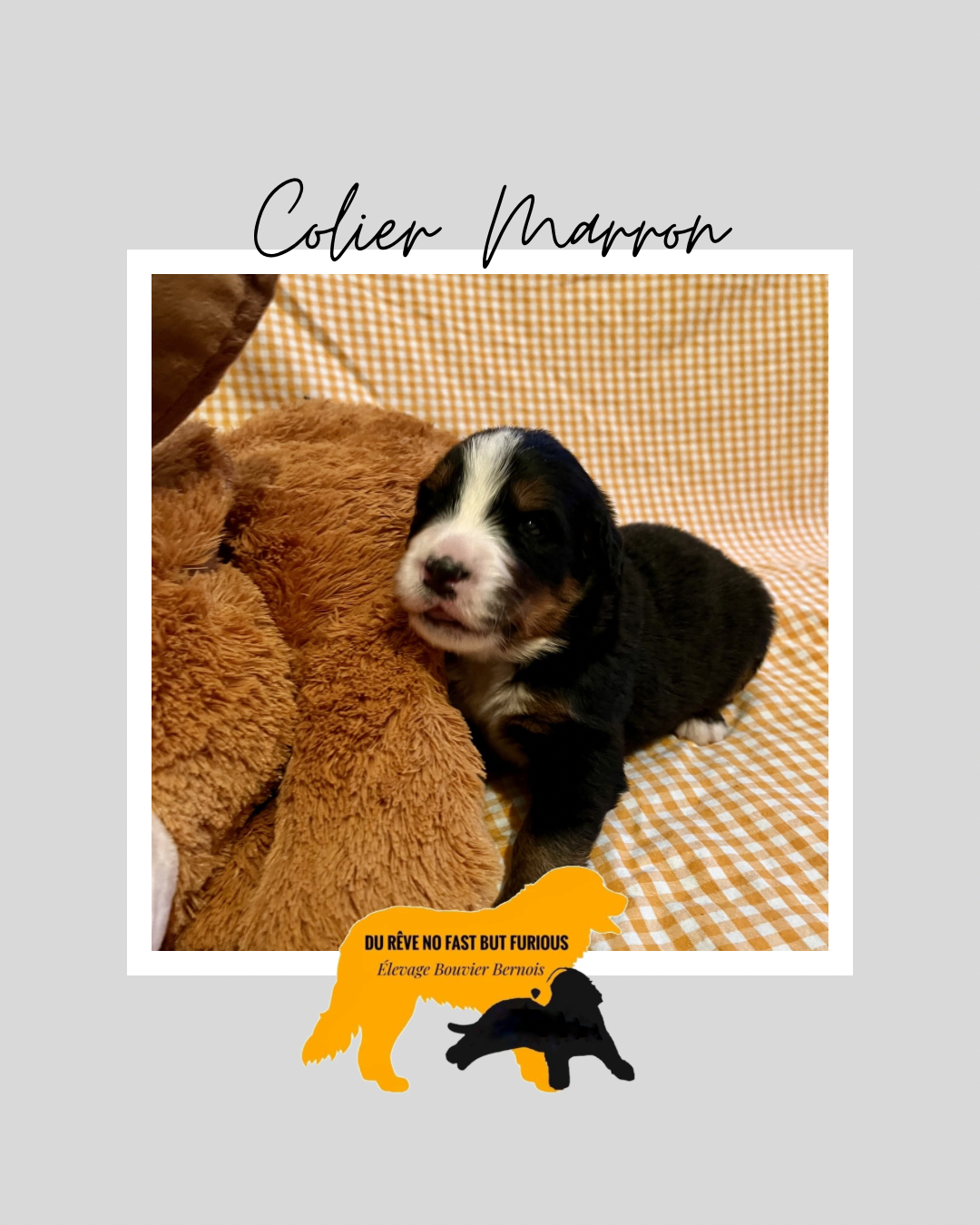 Du Reve No Fast But Furious - Chiots disponibles - Bouvier Bernois