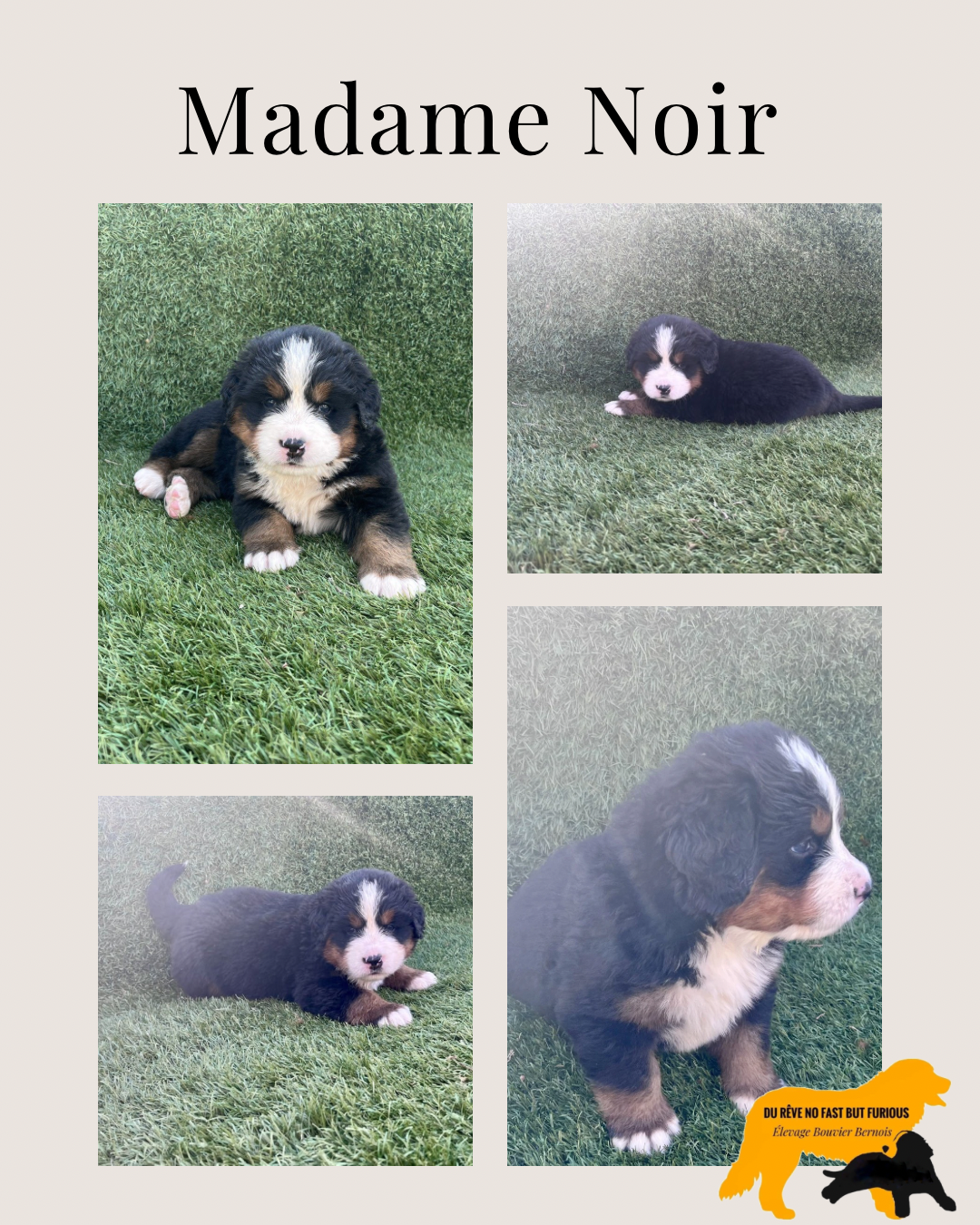 Du Reve No Fast But Furious - Chiots disponibles - Bouvier Bernois
