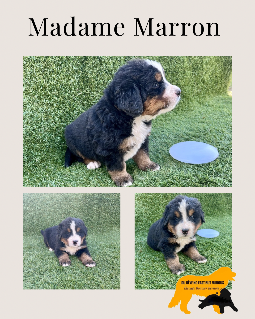 Du Reve No Fast But Furious - Chiots disponibles - Bouvier Bernois