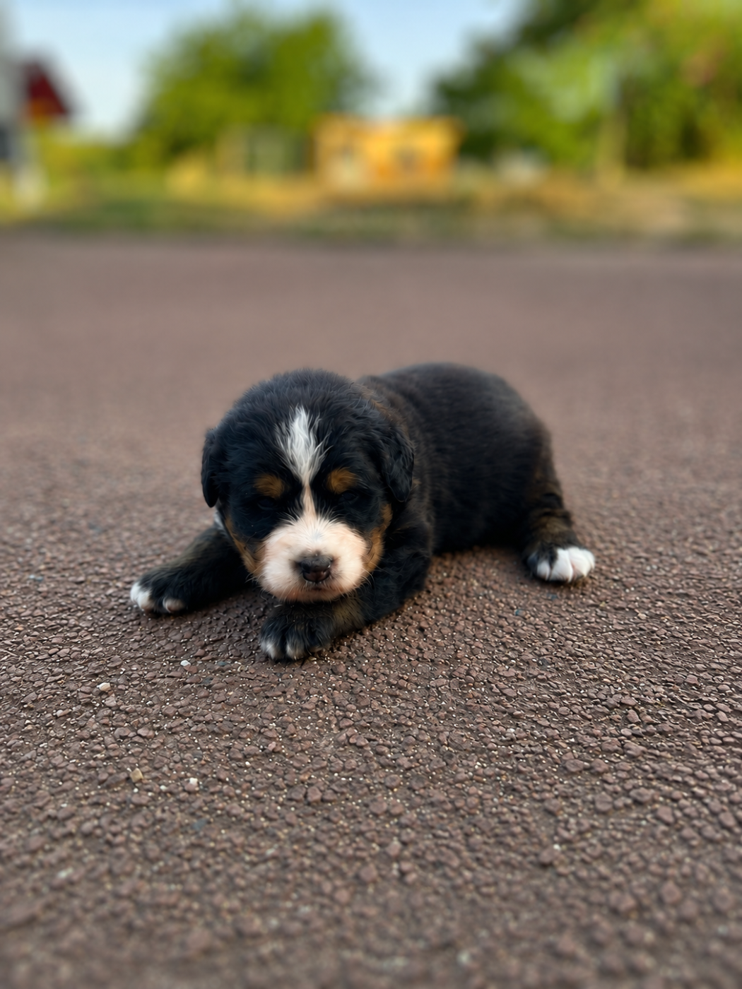 Du Reve No Fast But Furious - Chiots disponibles - Bouvier Bernois